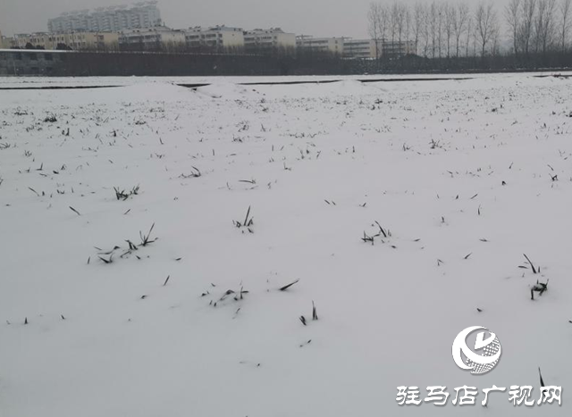 專家提醒：強降雪對小麥生長有利 但謹防凍害發生