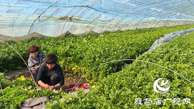 上蔡縣韓寨鎮菜籃子成為村民致富錢袋子