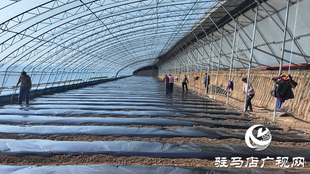 上蔡縣韓寨鎮菜籃子成為村民致富錢袋子