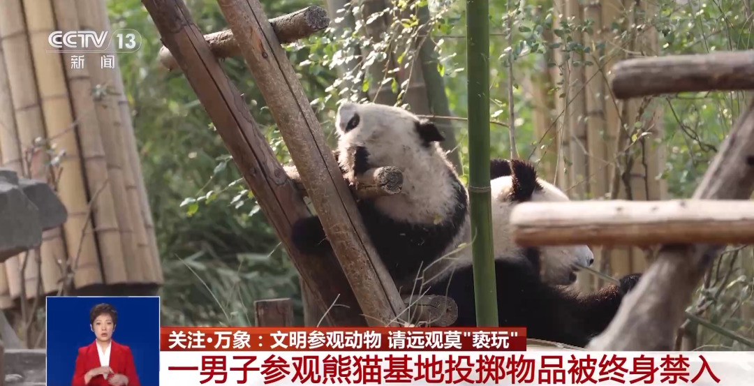 又有游客被終身禁入，為什么不能隨意投喂大熊貓？