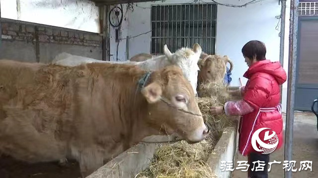 正陽縣：肉牛養殖唱好助農“致富歌”