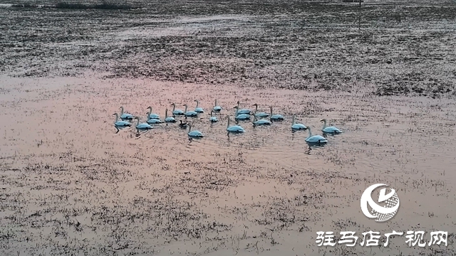 寒冬，他們在宿鴨湖濕地守護候鳥