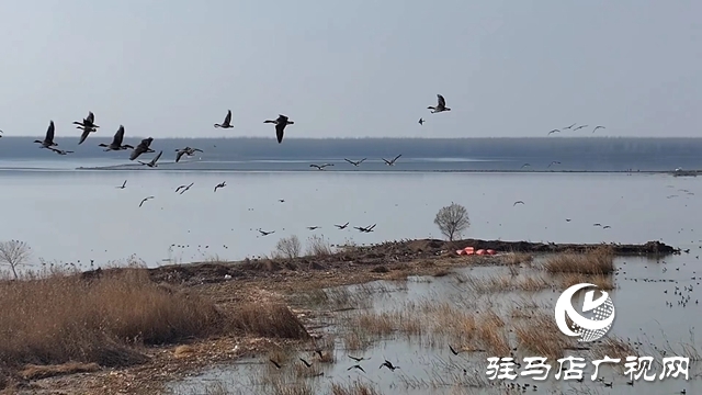 寒冬，他們在宿鴨湖濕地守護候鳥