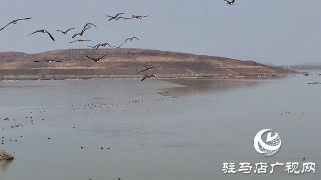 寒冬，他們在宿鴨湖濕地守護候鳥