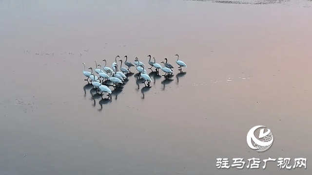 寒冬，他們在宿鴨湖濕地守護候鳥