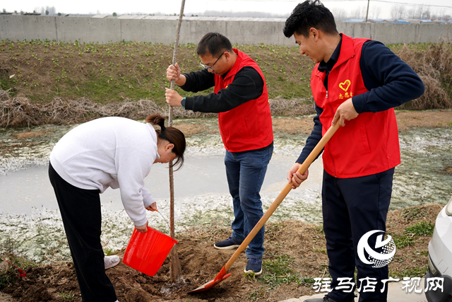 新蔡縣河塢鄉：植樹添新綠 鄉村“靚”起來