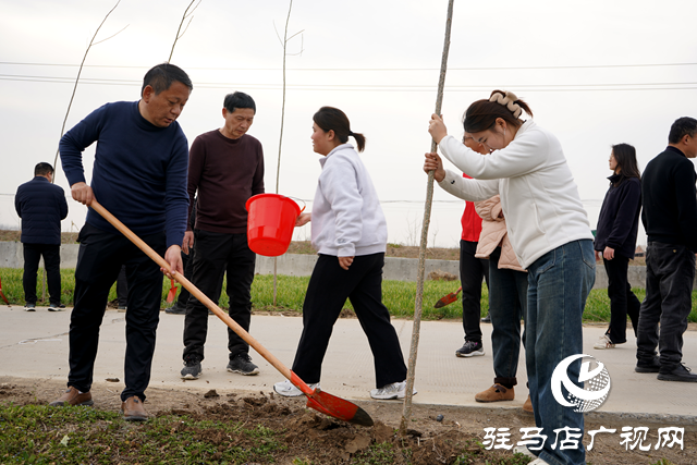 新蔡縣河塢鄉：植樹添新綠 鄉村“靚”起來