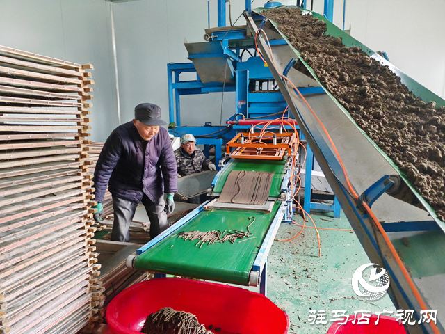 平輿縣玉皇廟鄉范寨村：艾草制成養生香 產品暢銷東南亞
