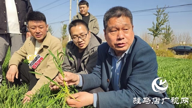 平輿縣首屆優質小麥產業發展研討會召開