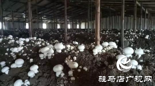 上蔡縣塔橋鎮黃莊村：雙孢菇鋪起共富路