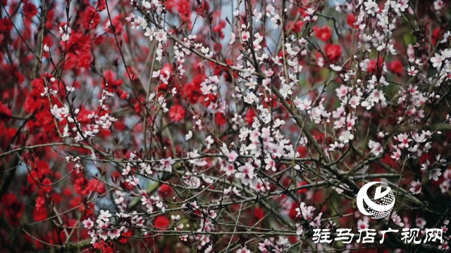 泌陽縣馬谷田鎮郭莊水庫：千樹萬樹桃花梨花開