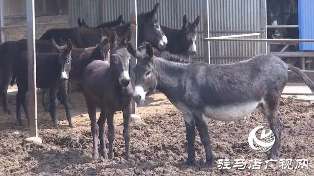上蔡縣東洪鎮：肉驢特色養殖  助力鄉村振興