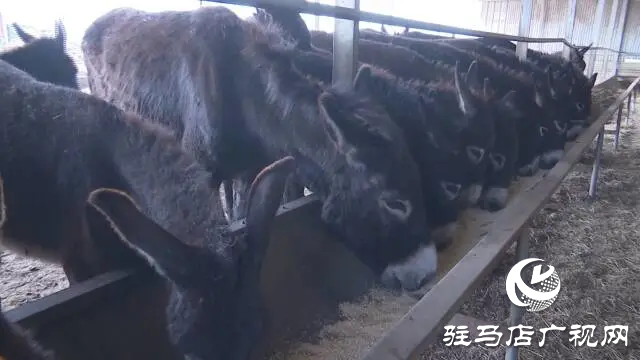 上蔡縣東洪鎮：肉驢特色養殖  助力鄉村振興