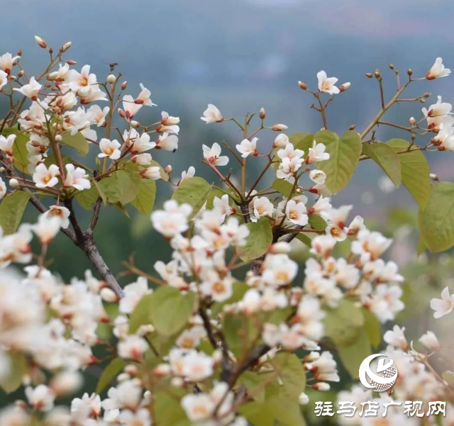 泌陽縣：花開時節 油桐花開醉人心