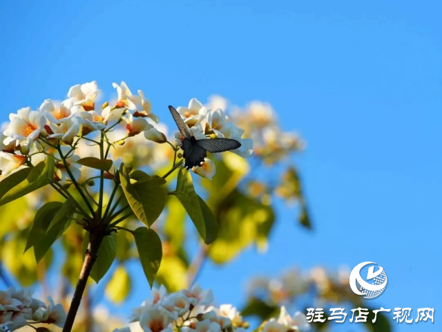 泌陽縣：花開時節 油桐花開醉人心
