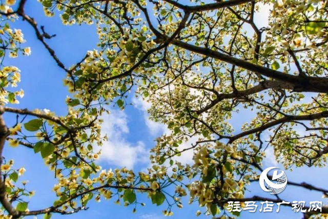泌陽縣：花開時節 油桐花開醉人心