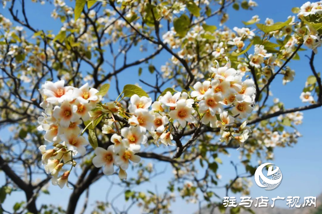 泌陽縣：花開時節 油桐花開醉人心