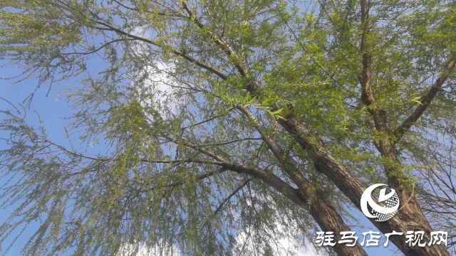 泌陽縣：春風吹綠梁河岸 生態畫卷展新顏