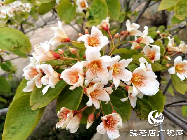 泌陽縣：花開時節 油桐花開醉人心