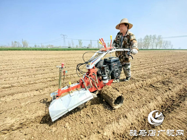 驛城區水屯鎮：春耕好時光 農戶種姜忙