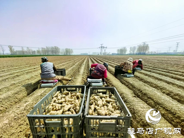 驛城區水屯鎮：春耕好時光 農戶種姜忙