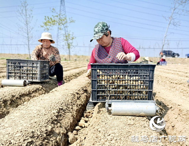 驛城區水屯鎮：春耕好時光 農戶種姜忙