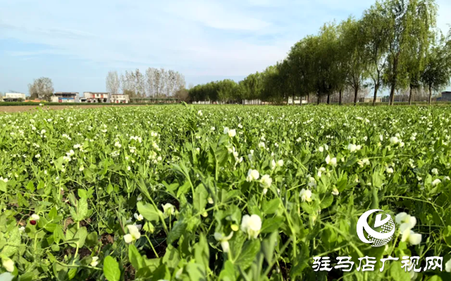 泌陽縣郭集鎮：豌豆開出“致富花” 產業增收有盼頭