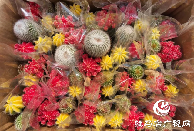 泌陽：用花卉點綴美好生活