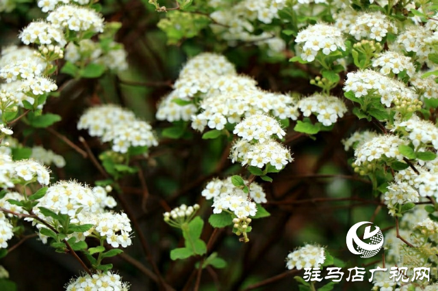新蔡縣：等閑識得東風面 萬紫千紅總是春