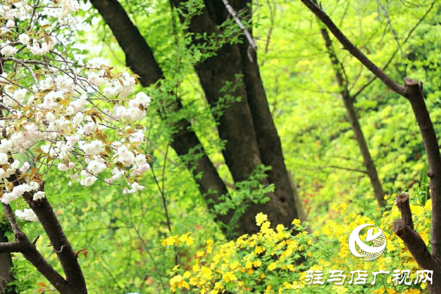 新蔡縣：等閑識得東風面 萬紫千紅總是春