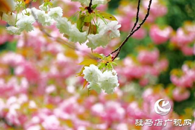 新蔡縣：等閑識得東風面 萬紫千紅總是春