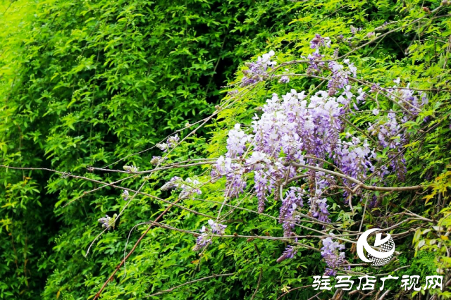 新蔡縣：等閑識得東風面 萬紫千紅總是春