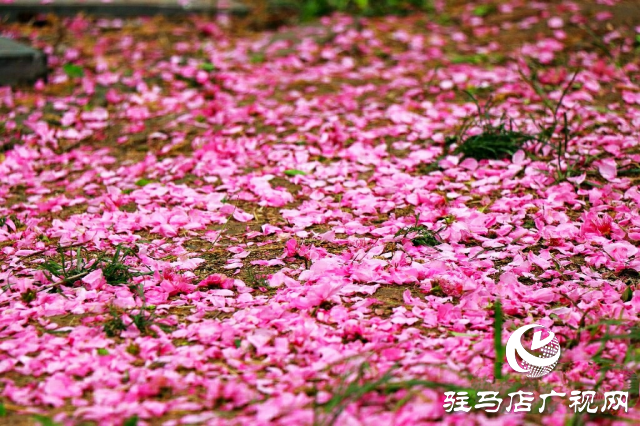 新蔡縣：等閑識得東風面 萬紫千紅總是春