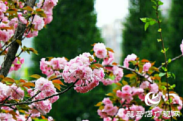 新蔡縣：等閑識得東風面 萬紫千紅總是春