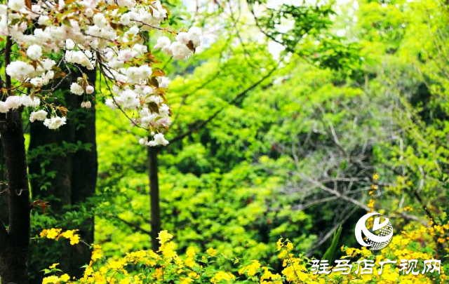 新蔡縣：等閑識得東風面 萬紫千紅總是春