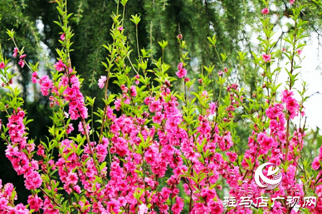 新蔡縣：等閑識得東風面 萬紫千紅總是春