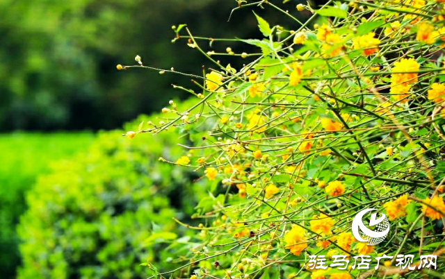 新蔡縣：等閑識得東風面 萬紫千紅總是春