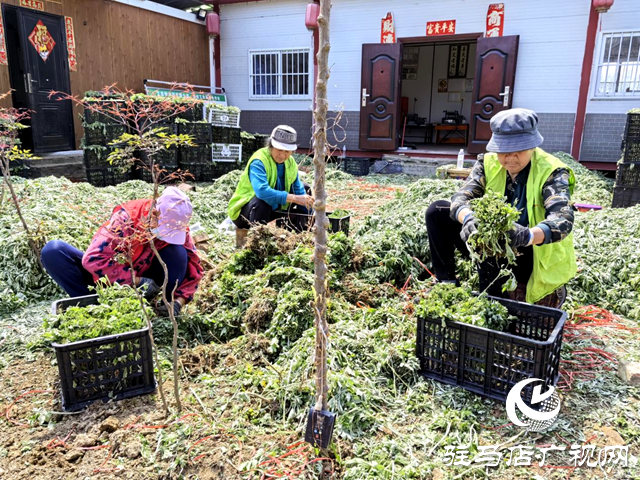 新蔡縣關津鄉：艾草鋪就群眾增收致富路
