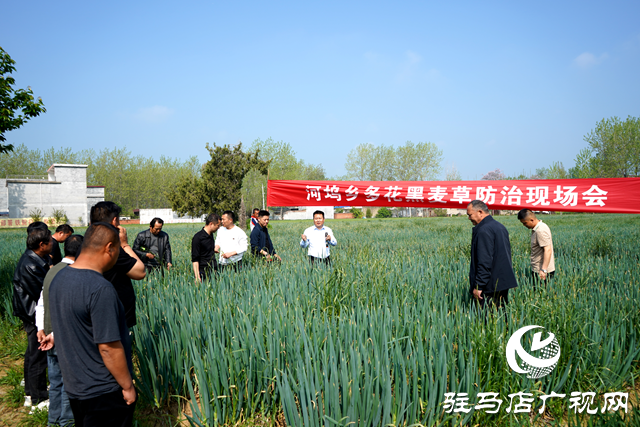 新蔡縣河塢鄉召開多花黑麥草防治理現場會