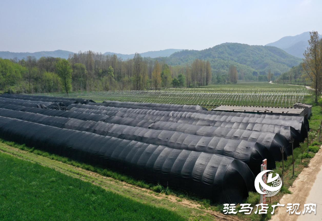 驛城區蟻蜂鎮：淫羊藿種出致富“良方”
