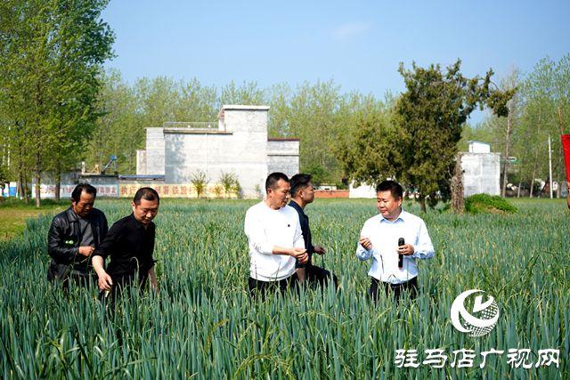 新蔡縣河塢鄉召開多花黑麥草防治理現場會