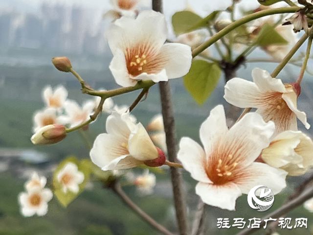 驛城區板橋鎮：油桐花開 邂逅滿樹浪漫