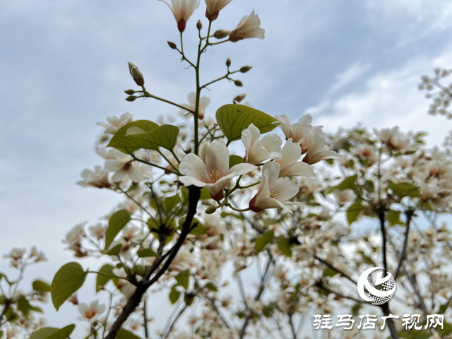驛城區板橋鎮：油桐花開 邂逅滿樹浪漫