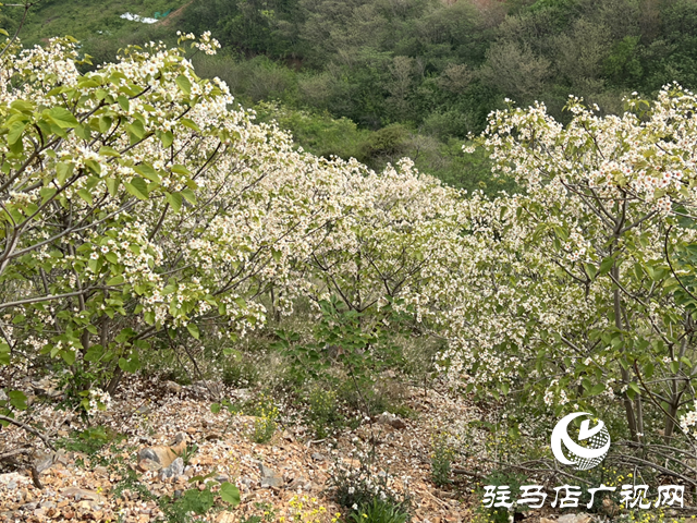驛城區板橋鎮：油桐花開 邂逅滿樹浪漫