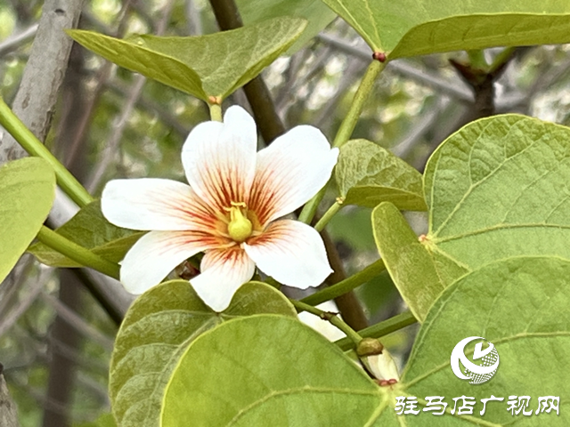 驛城區板橋鎮：油桐花開 邂逅滿樹浪漫