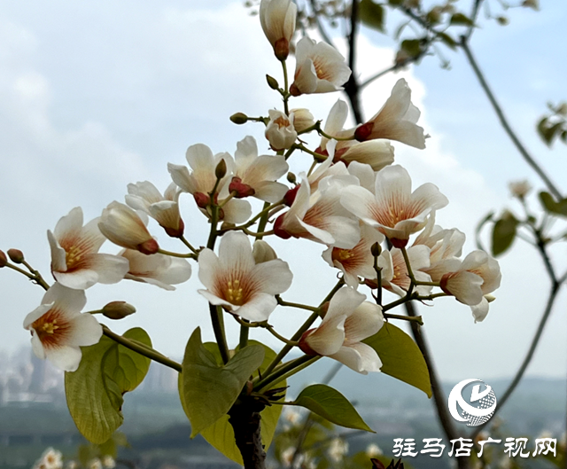 驛城區板橋鎮：油桐花開 邂逅滿樹浪漫