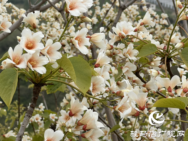 驛城區板橋鎮：油桐花開 邂逅滿樹浪漫
