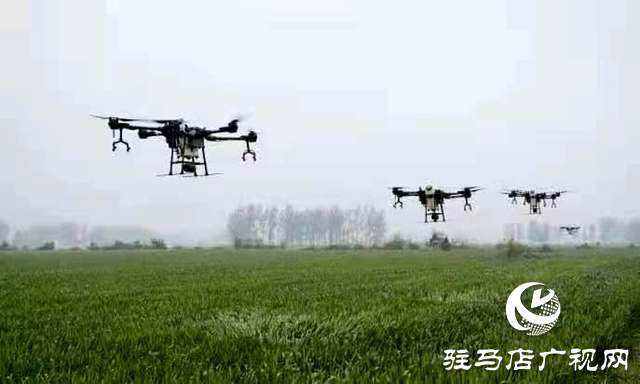 汝南縣板店鄉：無人機飛防 為小麥披上“防護衣”