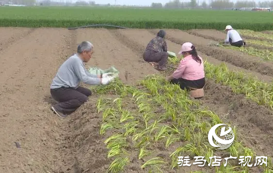 上蔡縣邵店鎮后楊村：小香蔥種植讓村民的生活越來越富裕