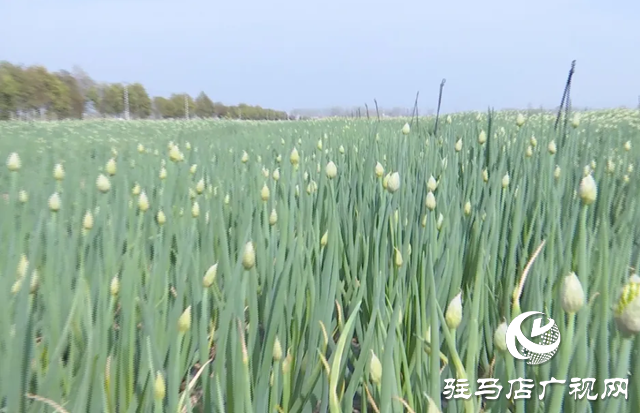 上蔡縣邵店鎮后楊村：小香蔥種植讓村民的生活越來越富裕